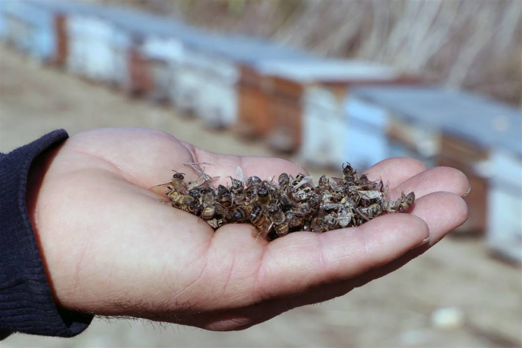 Ceyhan'da arı ve balık ölümü: Kimyasal atık faciası 2
